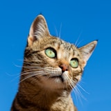 Cat profile picture