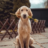 Dog profile picture