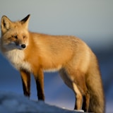 Fox profile picture