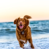 Dog running on a beach profile picture